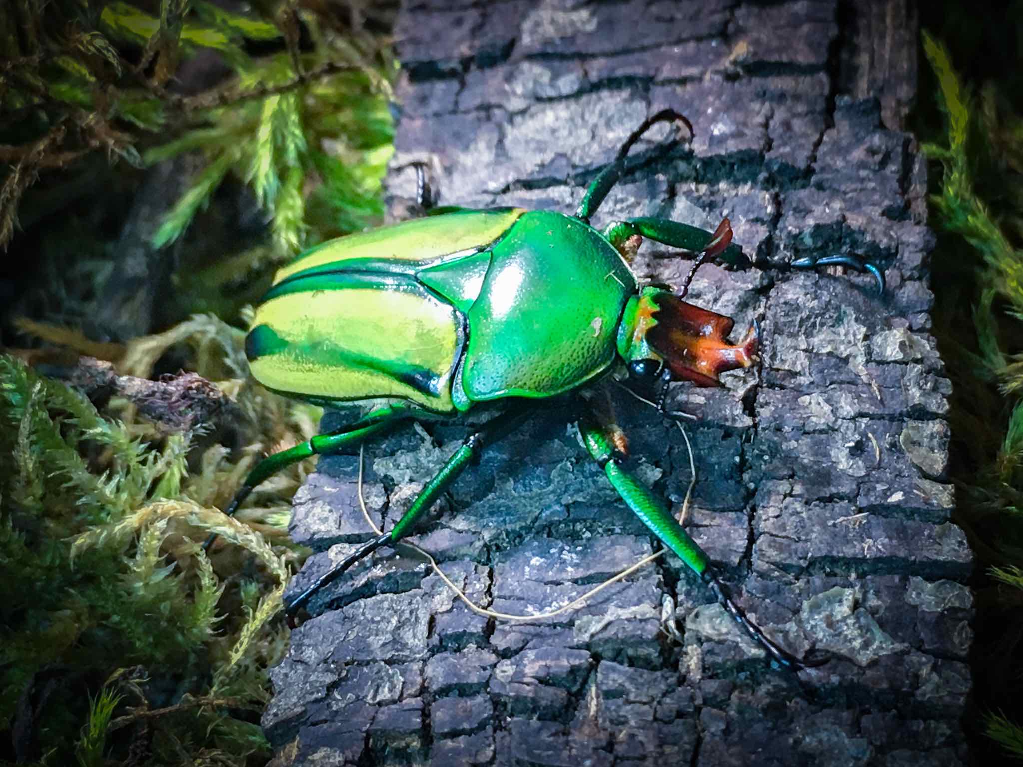 Eudicella Hornimani