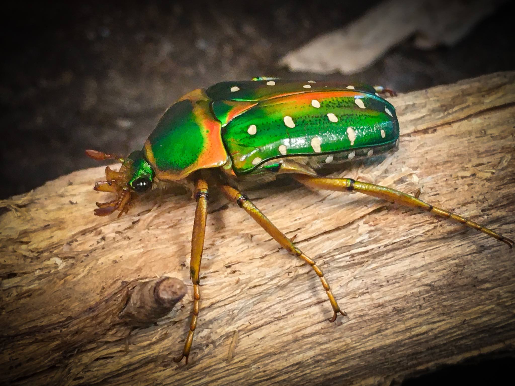 Stephanorrhina Guttata