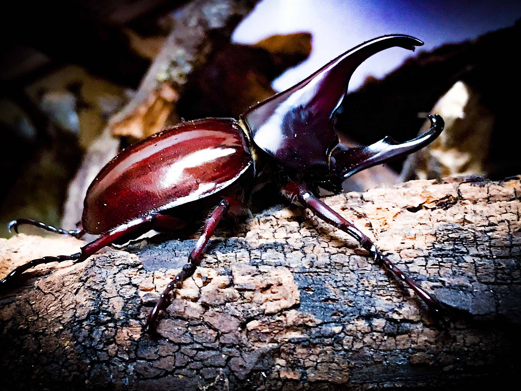 Xylotrupes Gideon Sumatrensis