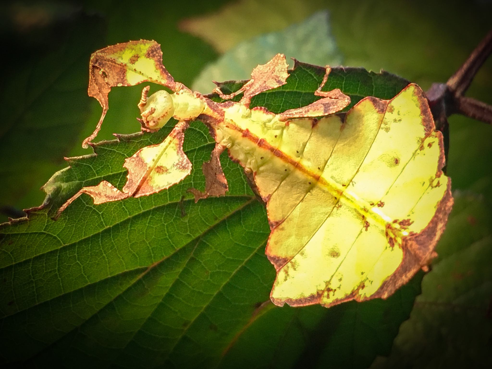 Phyllium Giganteum